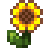 Sonnenblume