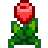 Tulpe